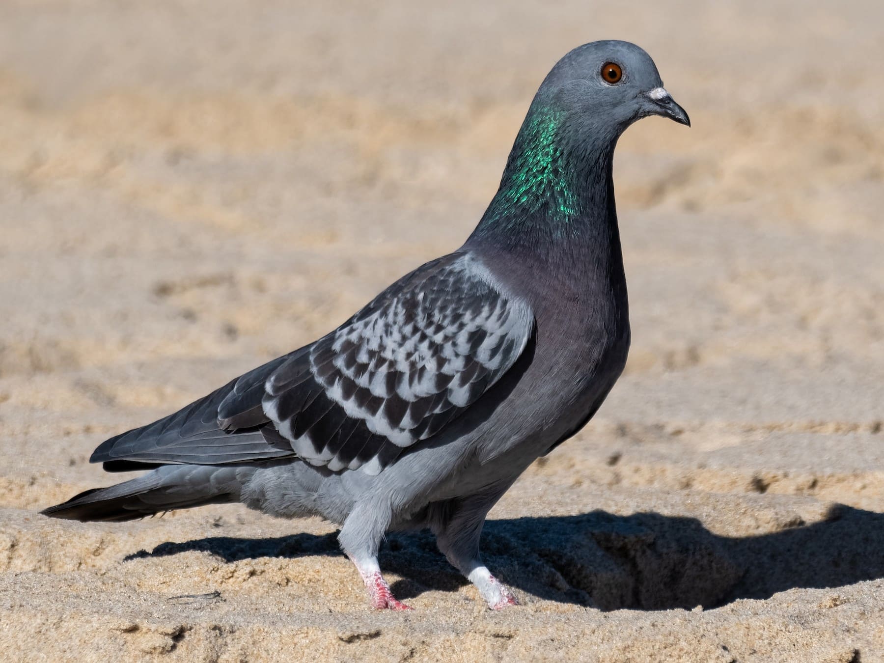 Rock Pigeon (Blue Rock Pigeon)